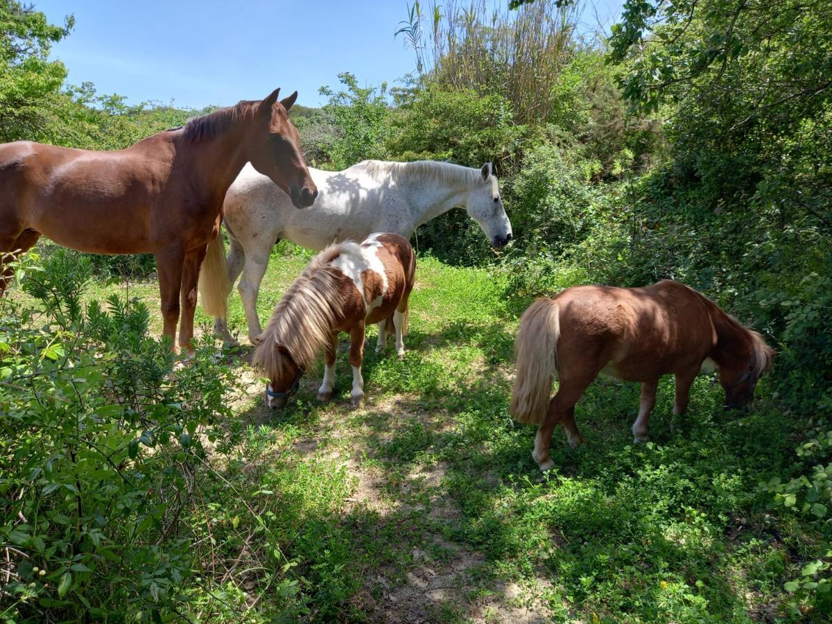 Casinha Da Lareira - Quintinha Dos Cavalos- Arruda Dos Vinhos Εξωτερικό φωτογραφία